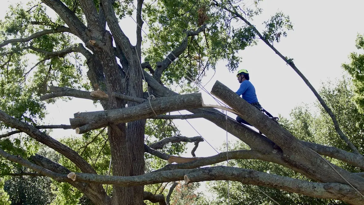 Professional Crown Thinning performed by certified arborists in Rhineland